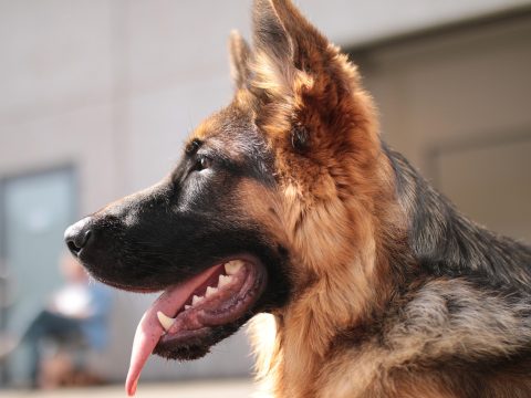 Herkunft von Straftätern als irreführendes Kriterium in der Kriminalstatistik